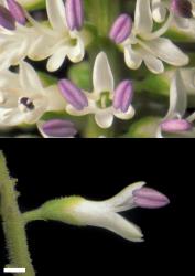 Veronica stricta var. stricta. Flowers of a northern plant with hairy calyx lobes. Scale = 1 mm.
 Image: W.M. Malcolm © Te Papa CC-BY-NC 3.0 NZ